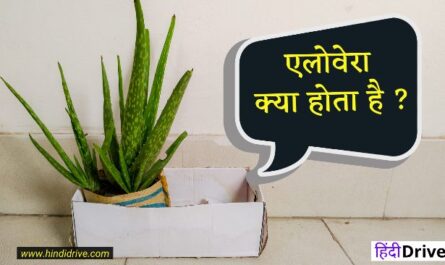 About Aloe Vera In Hindi