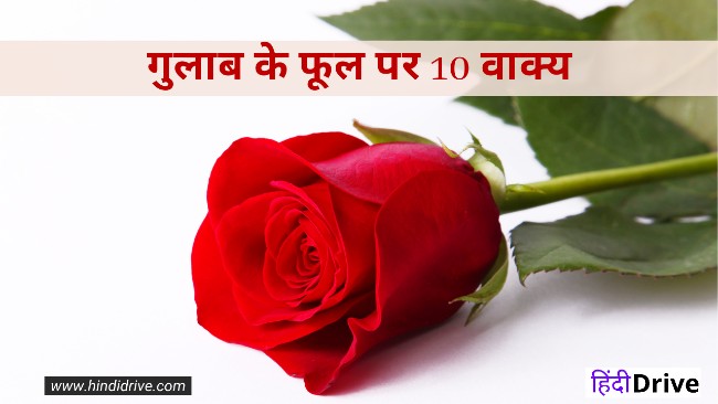 10 Lines About Rose Flower in Hindi