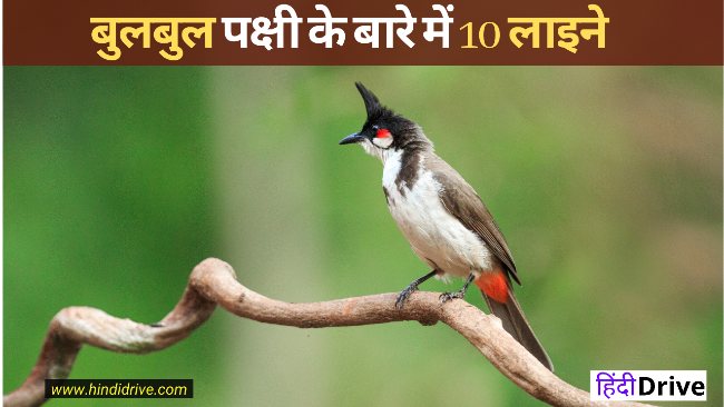 10 Lines On Bulbul In Hindi