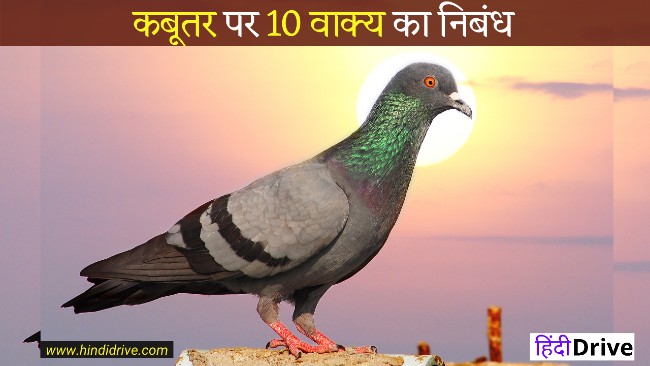10 Lines Pigeon Essay in Hindi For Class 1-10
