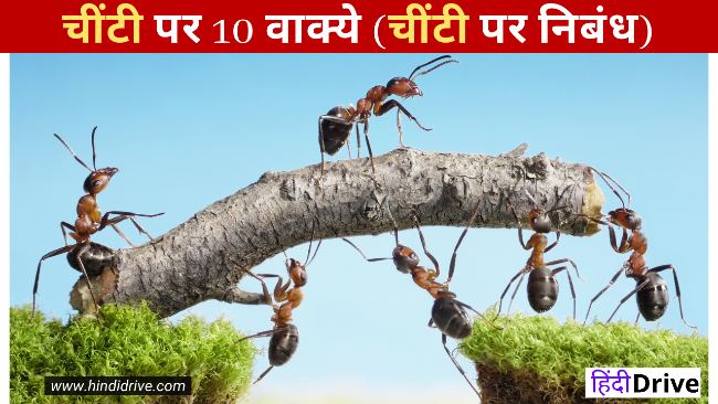 10 Lines on Ant in Hindi
