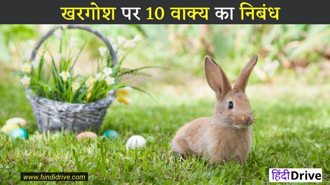 10 Lines on Rabbit in Hindi