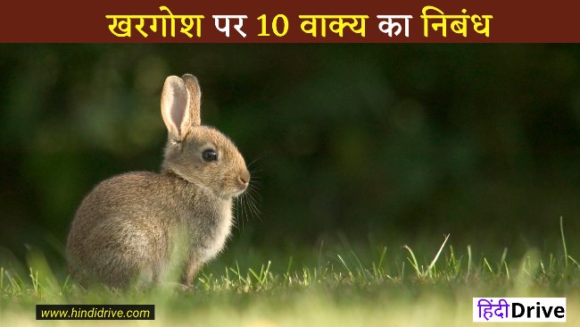 10 Lines on Rabbit in Hindi