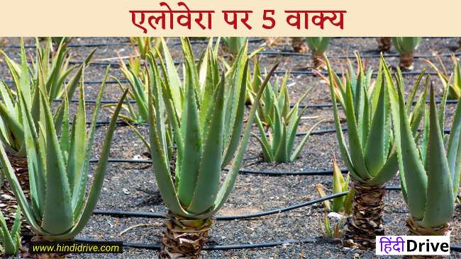5 Lines on Aloevera in Hindi