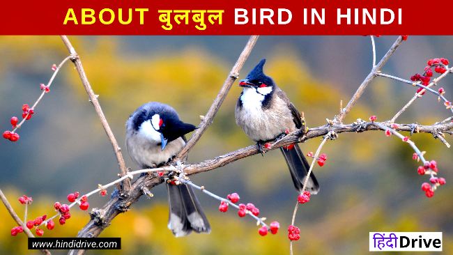 About Nightingale Bird In Hindi