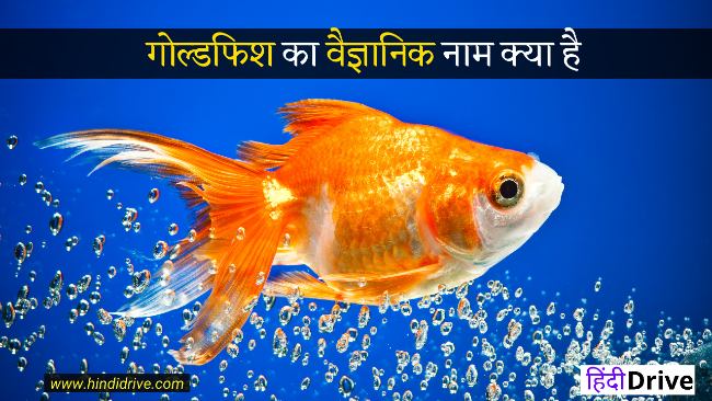Goldfish Ka Scientific Naam Kya Hai