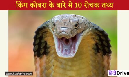 10 Interesting Facts about King Cobra Snake in Hindi