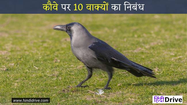 10 Lines on Crow in Hindi For Students