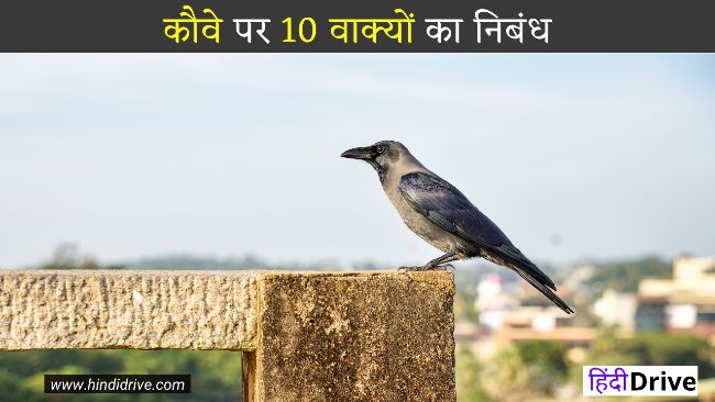 10 Lines on Crow in Hindi For Students