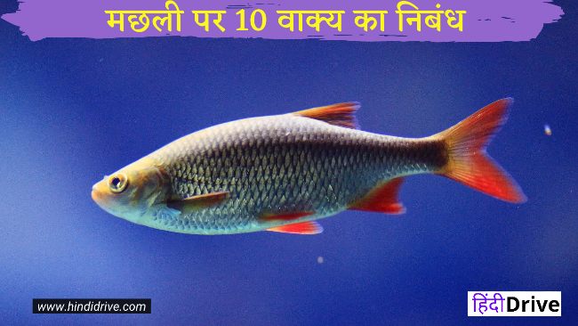 10 Lines on Fish in Hindi मछली पर 10 वाक्य का निबंध