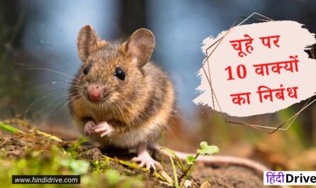 10 Lines on Mouse in Hindi