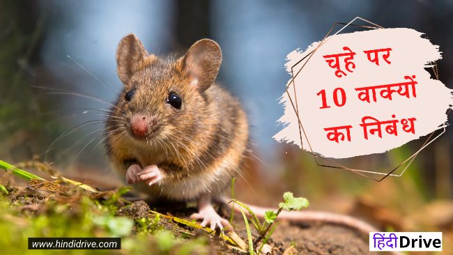 10 Lines on Mouse in Hindi