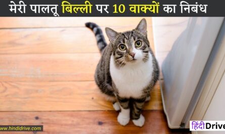 10 Lines on My Pet Cat in Hindi