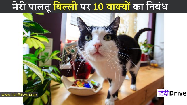 10 Lines on My Pet Cat in Hindi
