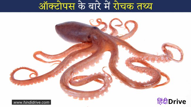 20+Interesting Facts About octopus In Hindi