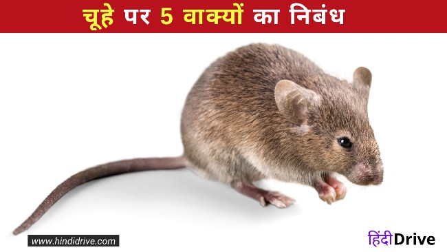 5 Lines on Mouse in Hindi