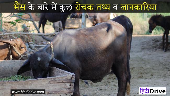 Information About Buffalo In Hindi