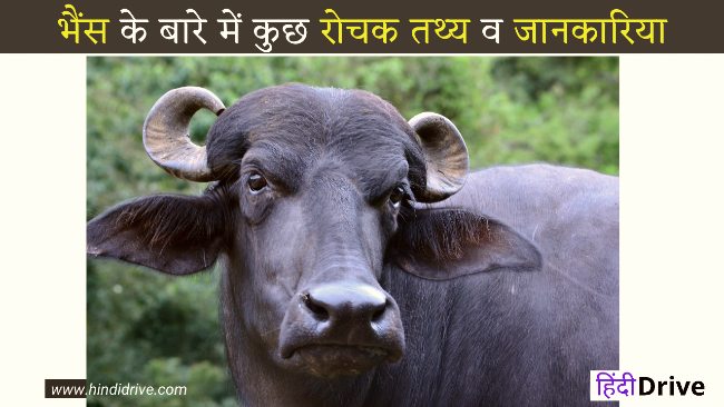 Information About Buffalo In Hindi
