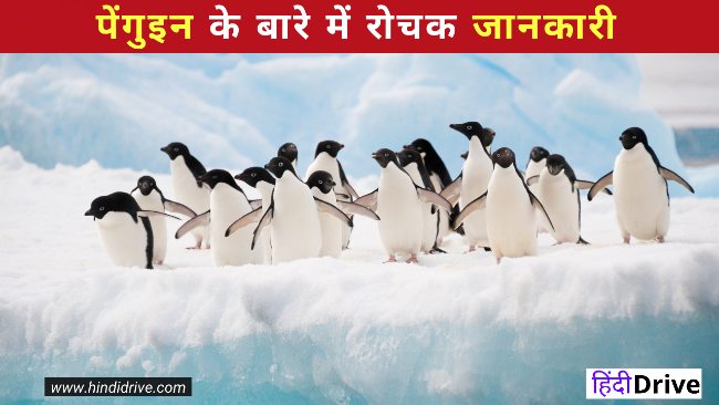 Information About Penguin In Hindi