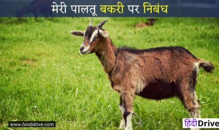 Short Essay on Goat in Hindi