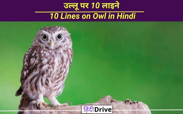 10 Lines on Owl in Hindi