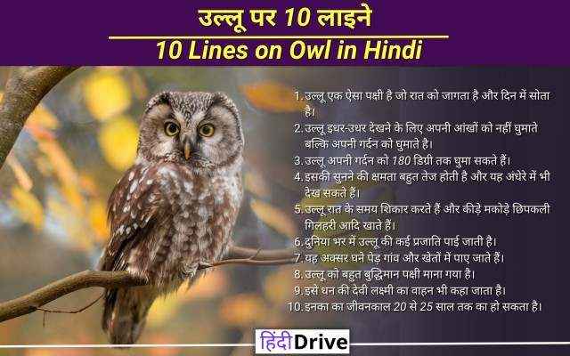 essay on owl bird in hindi