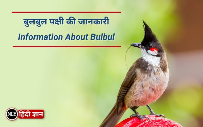 Information About Bulbul In Hindi