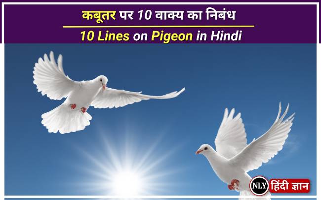 10 Lines on Pigeon in Hindi