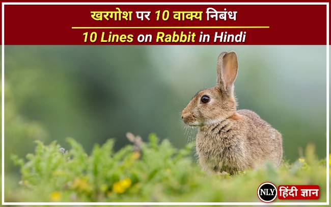 10 Lines on Rabbit in Hindi