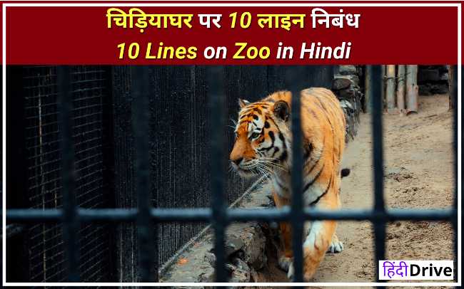 10 Lines on Zoo in Hindi