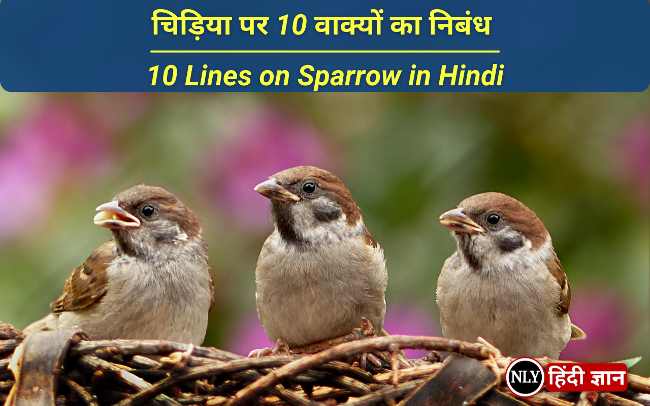 10 Lines on Sparrow in Hindi