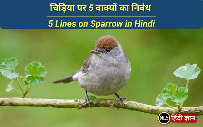 10 Lines on Sparrow in Hindi