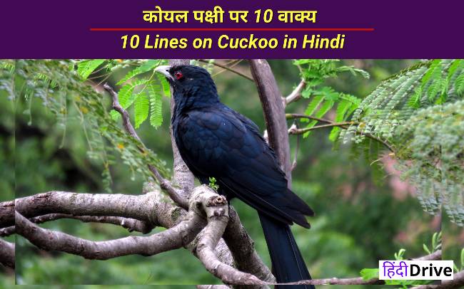 कोयल पक्षी पर 10 वाक्य – 10 Lines on Cuckoo in Hindi