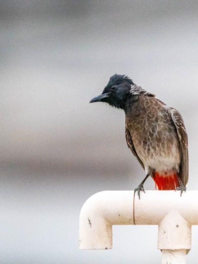 Information About Nightingale Bird In Hindi – Bulbul In Hindi