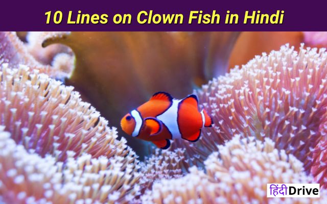 10 Lines on Clown Fish in Hindi