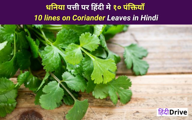 धनिया पत्ती पर हिंदी मे १० पंक्तियाँ | 10 lines on Coriander Leaves in Hindi