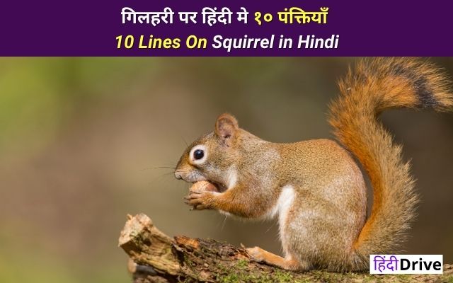 10 Lines on Squirrel in Hindi For Students